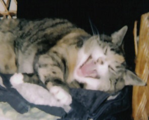 happycat.jpg